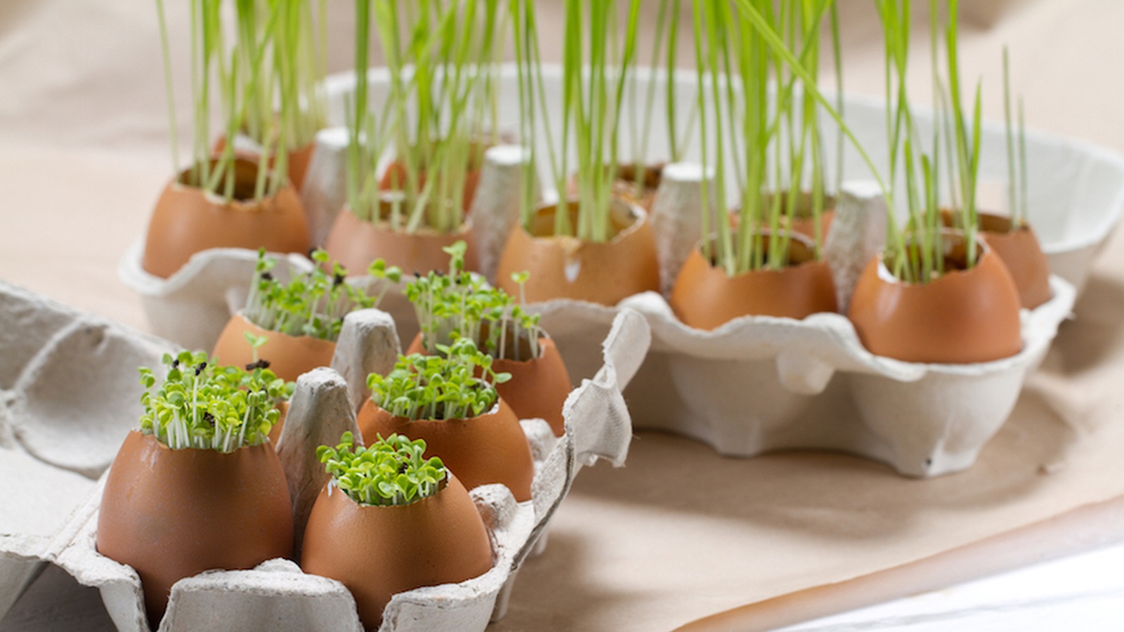 How To Grow Your Own Herbs On Your Kitchen Counter