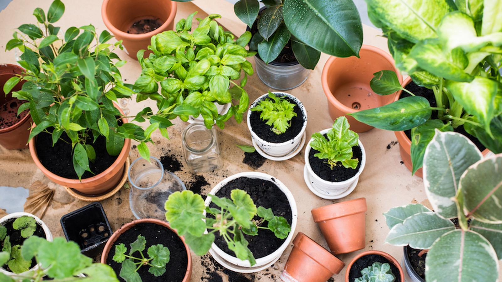 8 Easy Foods To Grow In Almost Any Home