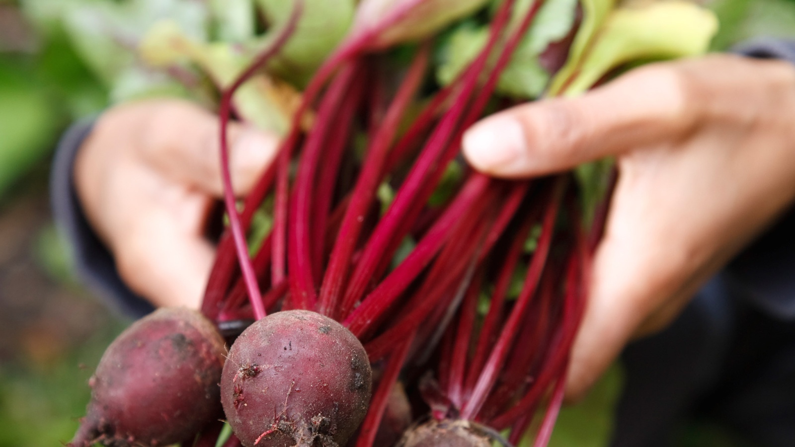 Can A Root A Day Keep Blood Pressure At Bay?
