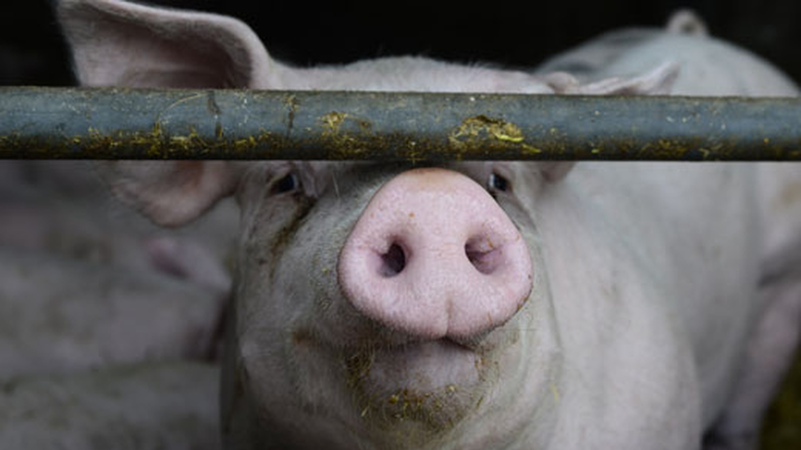 What is Factory Farming?