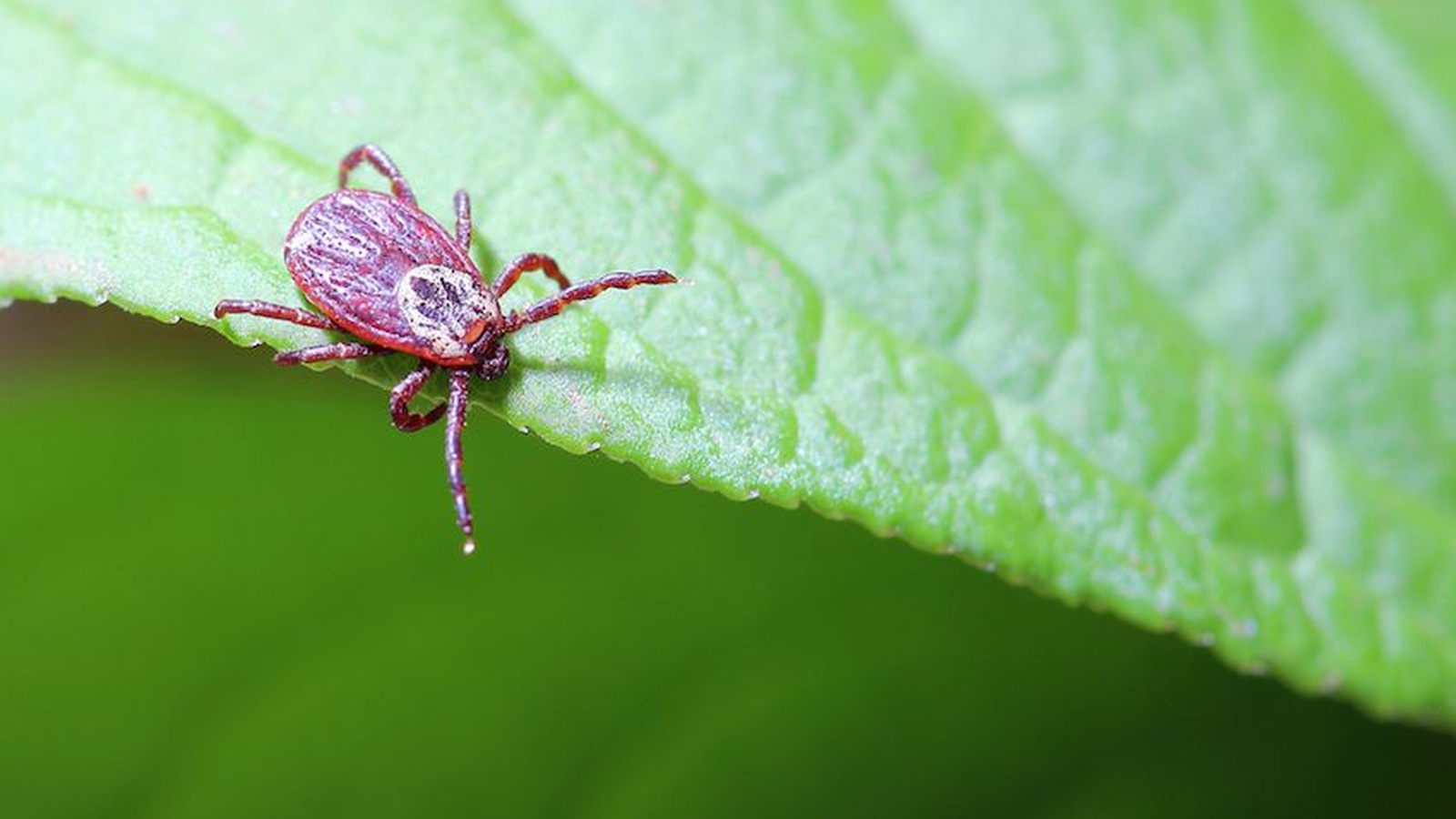A New Cause Of Lyme Disease Discovered!