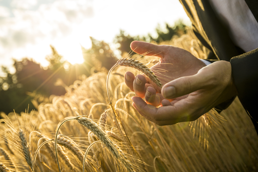 This Could Be The Article That Stops You Eating Non-Organic Wheat