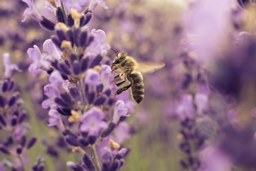 Birds, Bees and Butterflies - The Pollinators Keeping Us Healthy