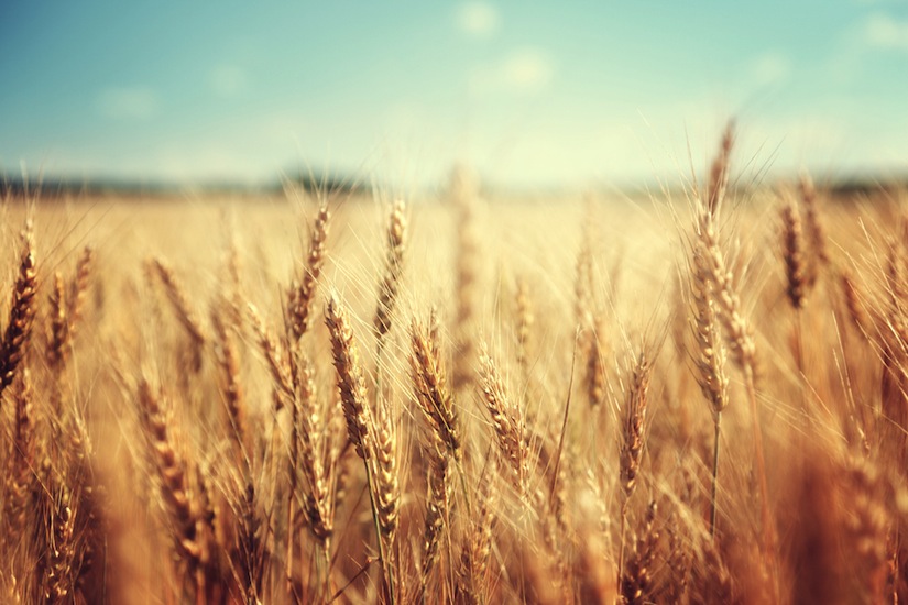 Scotland Declares Freedom From GMOs