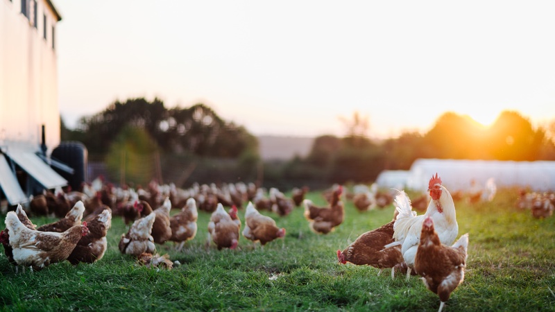 5 Alarming Truths of the Dairy & Factory Farming Industries