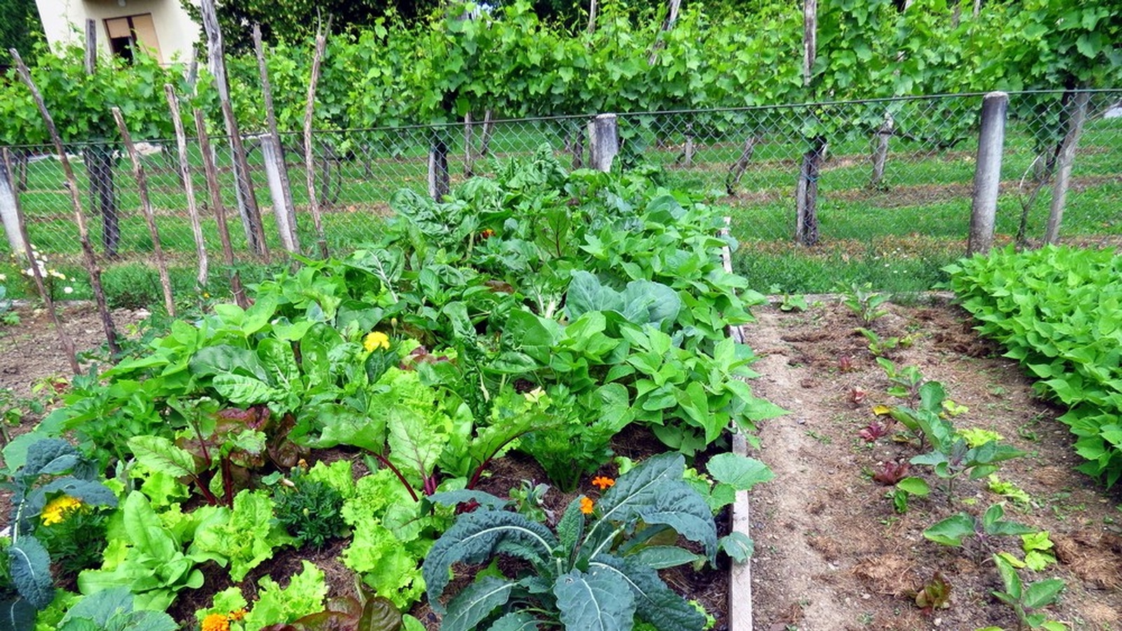 Permaculture: Humanity's Best Hope For Survival?