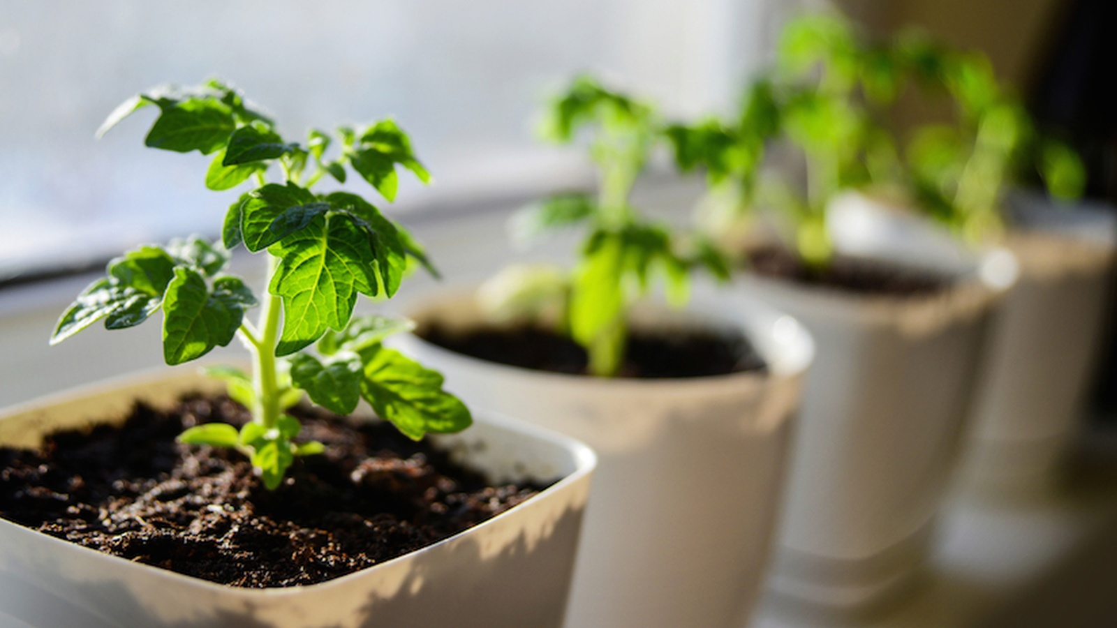Five Things Everyone Can Grow on Five Square Feet
