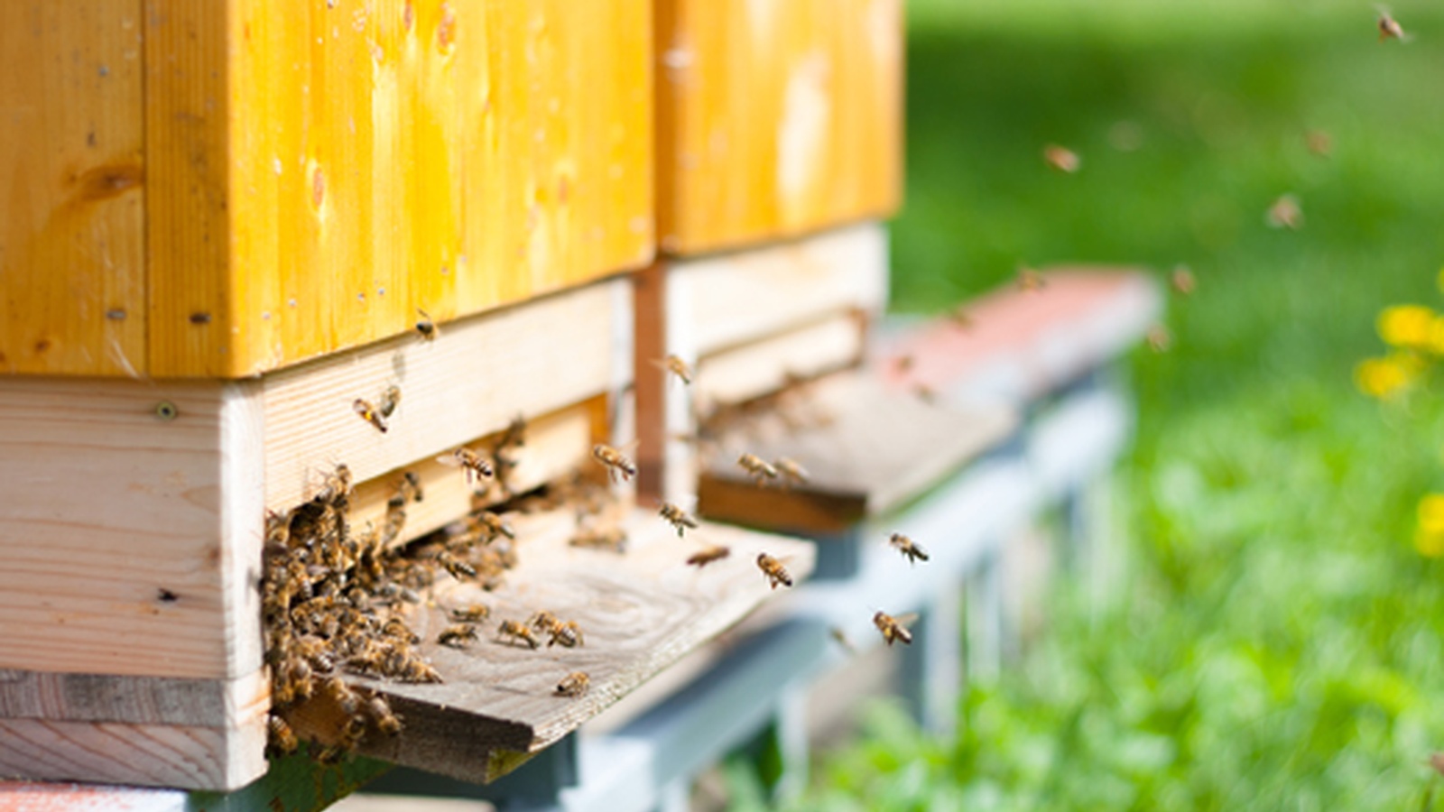 10 Surprising Statistics About Honeybees