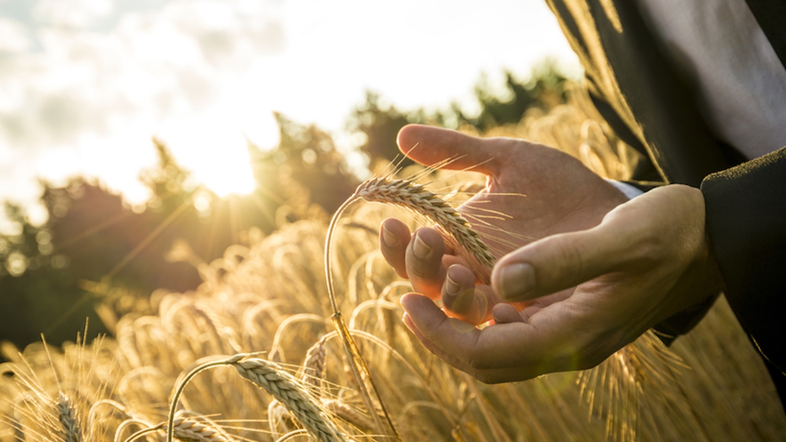 This Could Be The Article That Stops You Eating Non-Organic Wheat