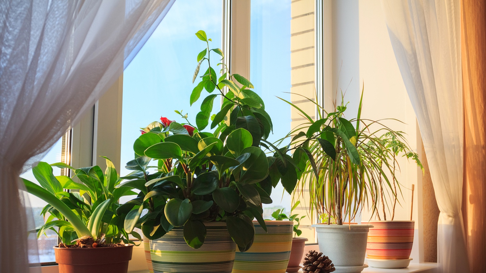 4 Plants To Have In Your Home To Make You Happier