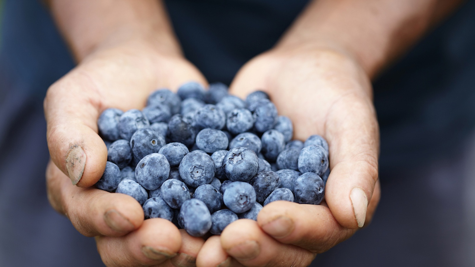 8 Reasons Why You Should Freeze Your Blueberries Right Away