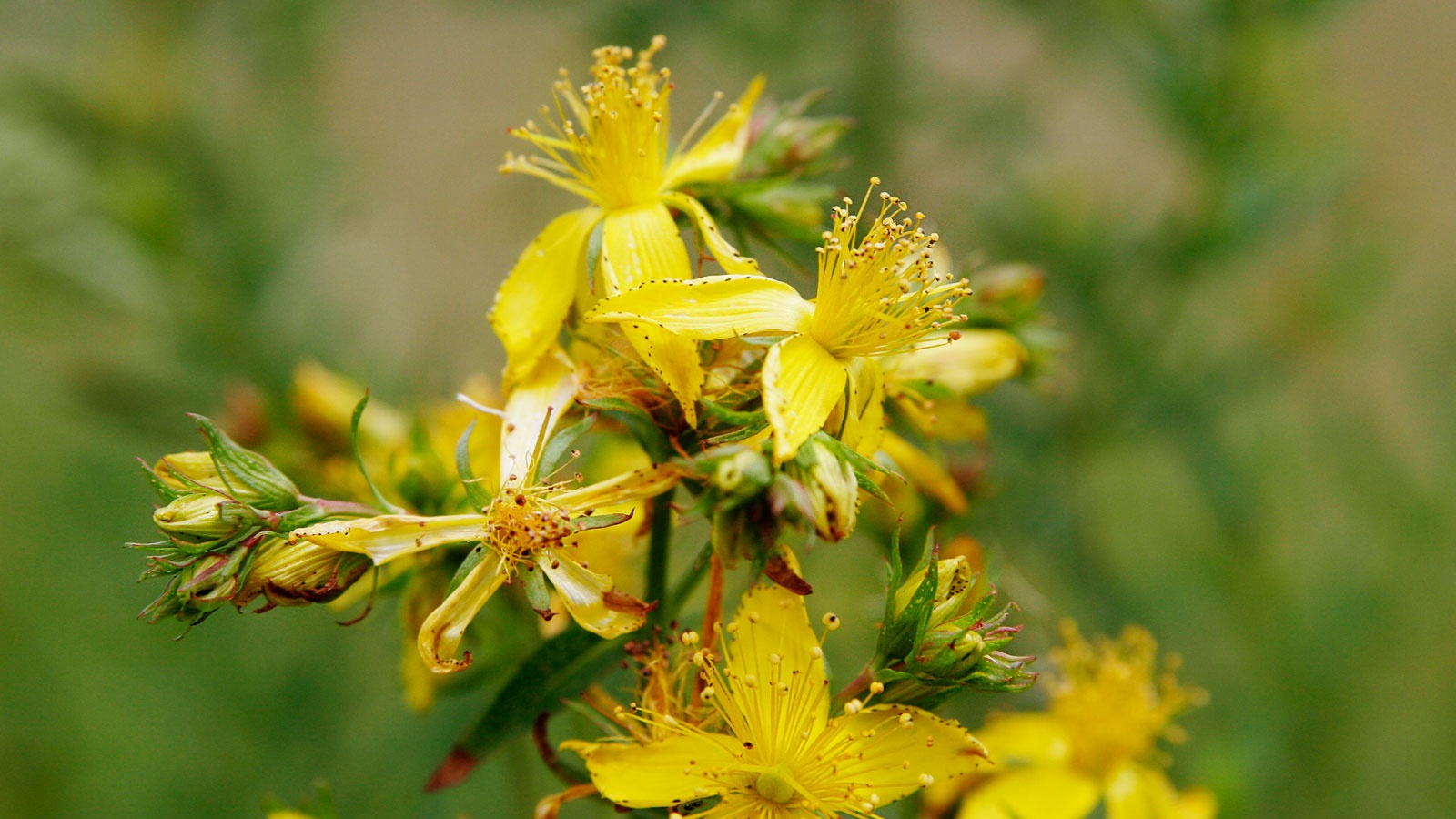 St. John's Wort Again Proven Better than Antidepressant Drugs