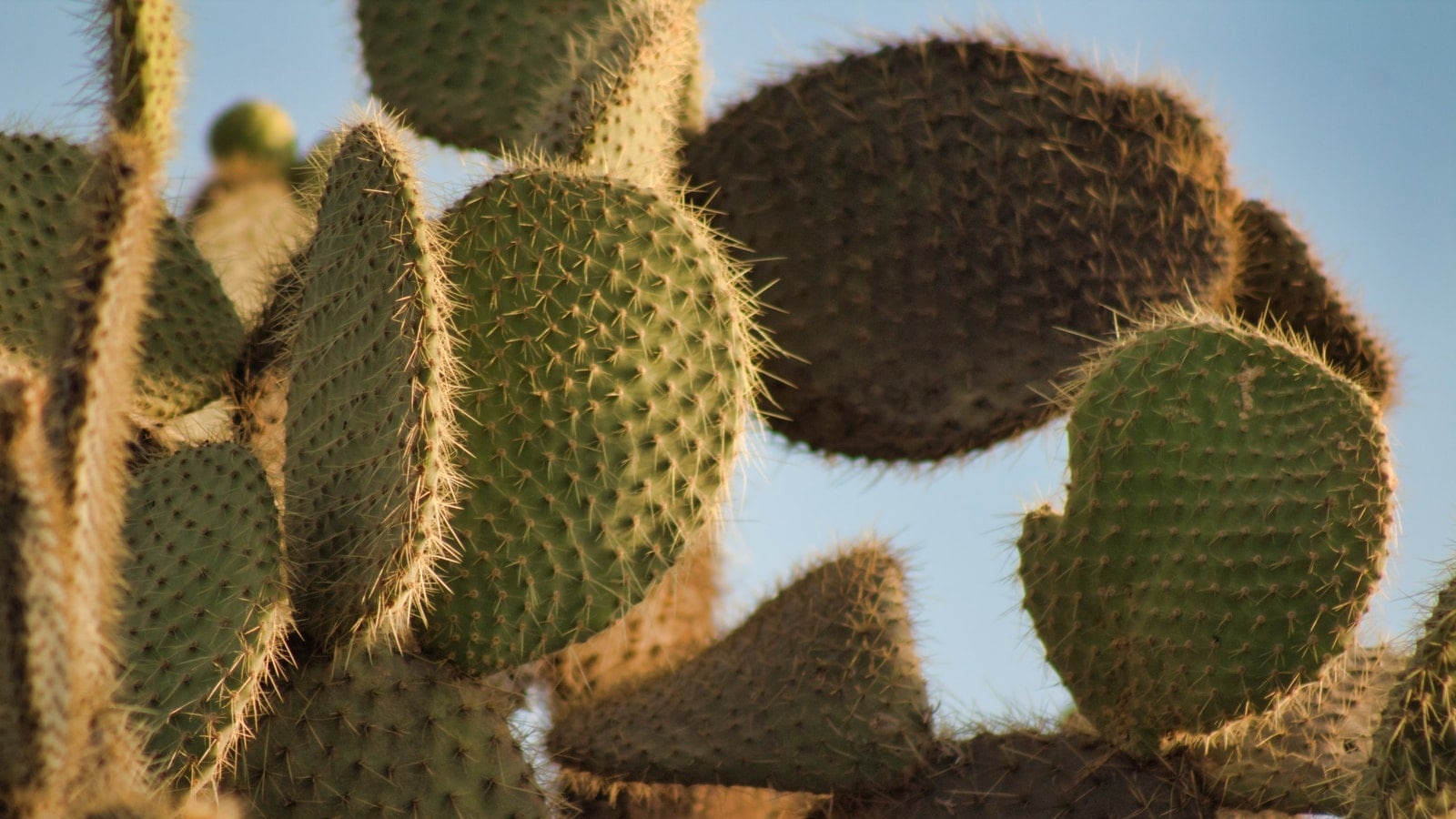 Why You Should Be Eating Cactus, Superfood of the Desert