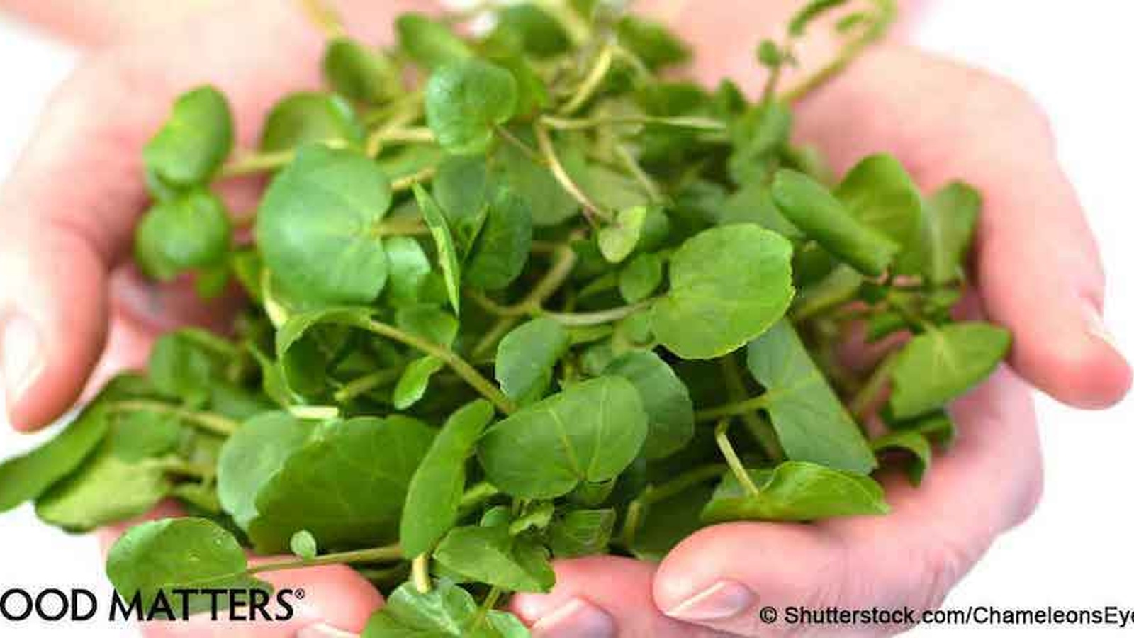 Watercress: The Mind-Blowing Effects on Ovarian, Breast and Prostate Cancer Nobody Told You