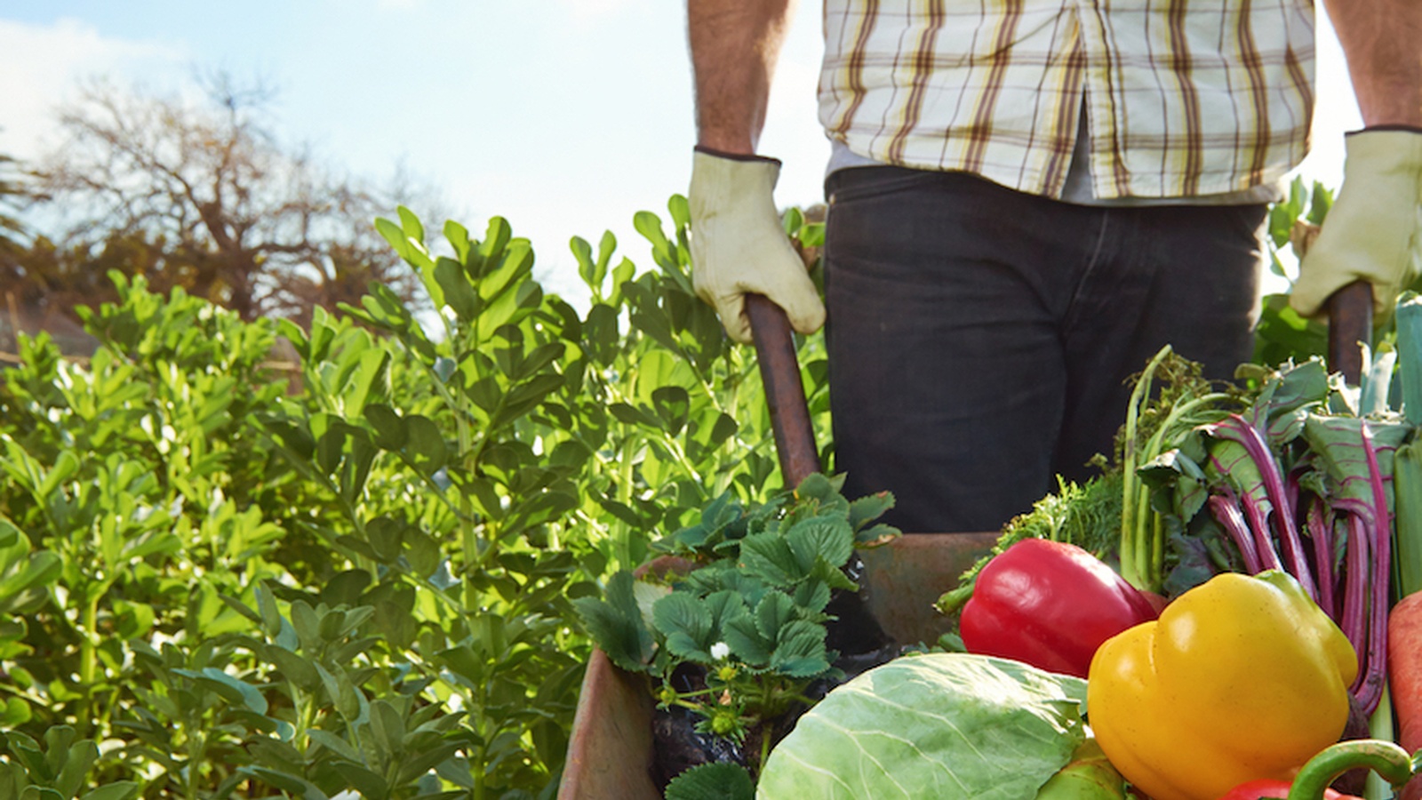 Top Vegetables To Grow As A Beginner Gardener