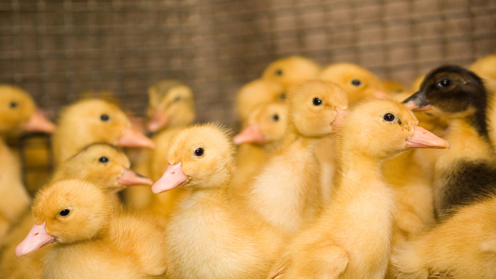 Duck Farm Cruelty Exposed