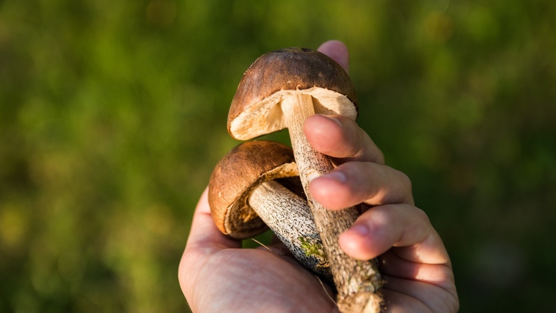 Sunbaking Mushrooms for Vitamin D