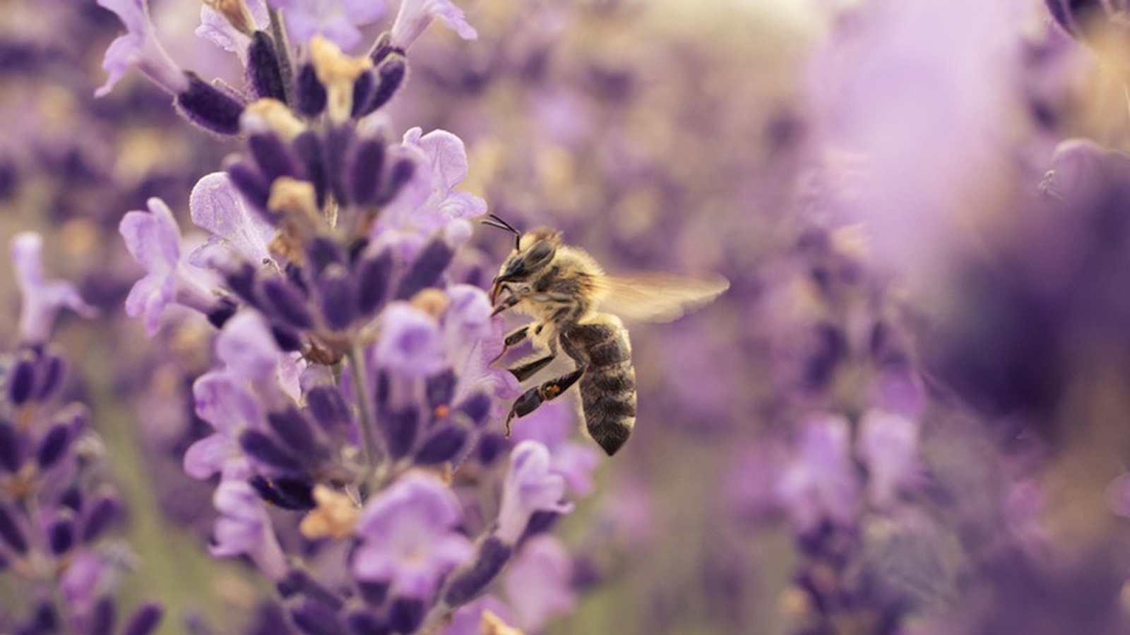 Birds, Bees and Butterflies - The Pollinators Keeping Us Healthy