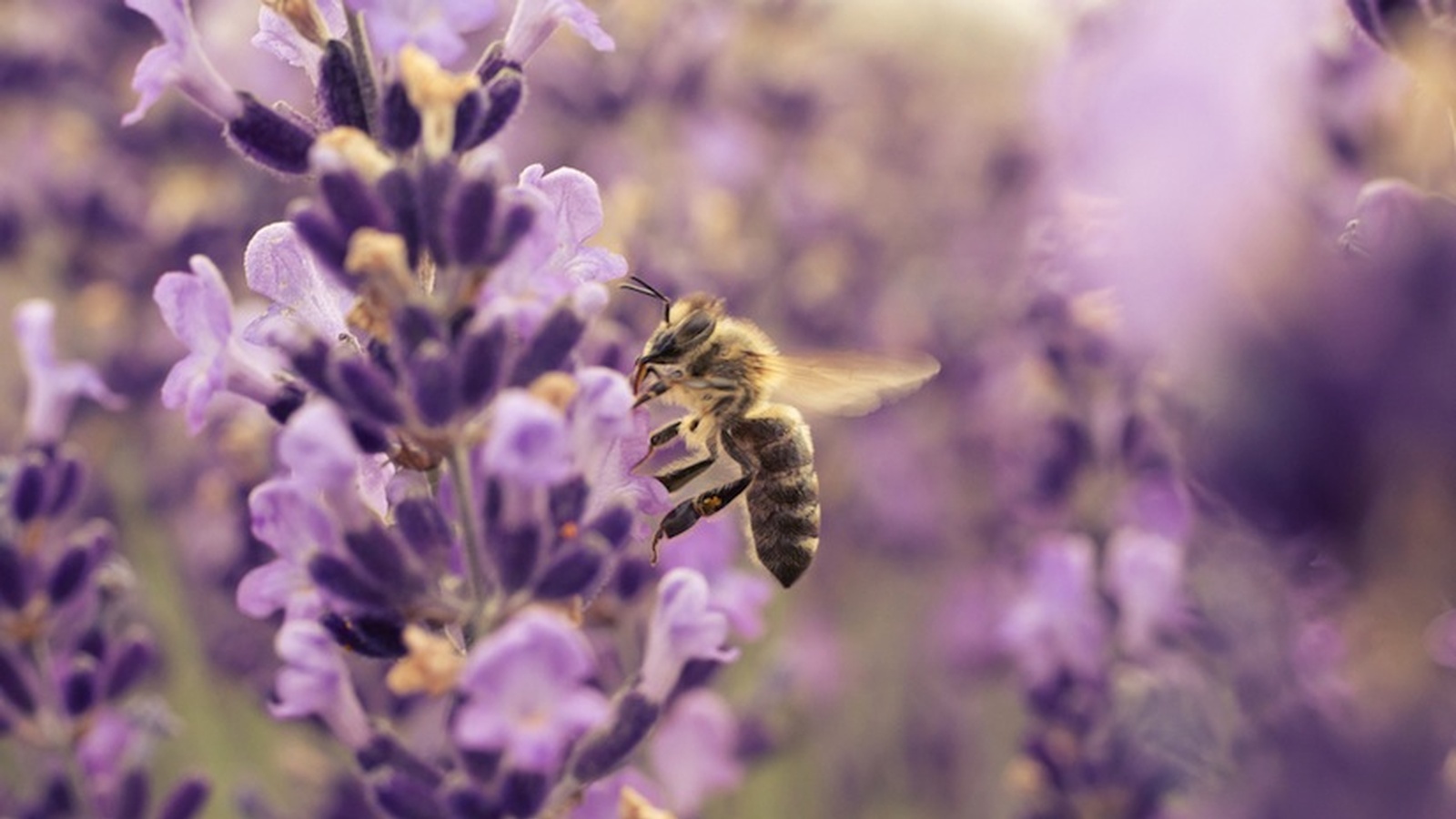 Birds, Bees and Butterflies - The Pollinators Keeping Us Healthy