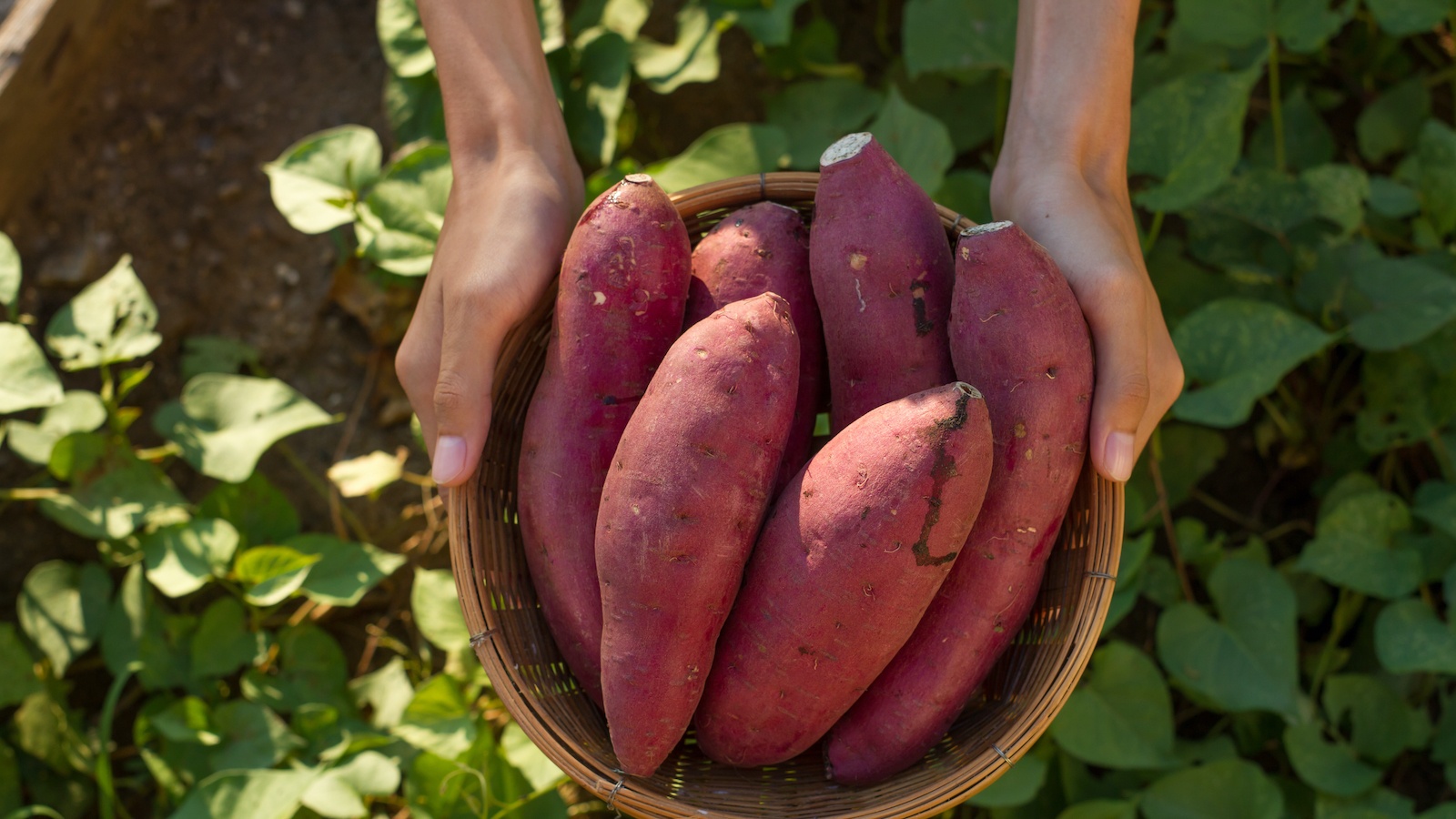 9 Health Benefits of Sweet Potato