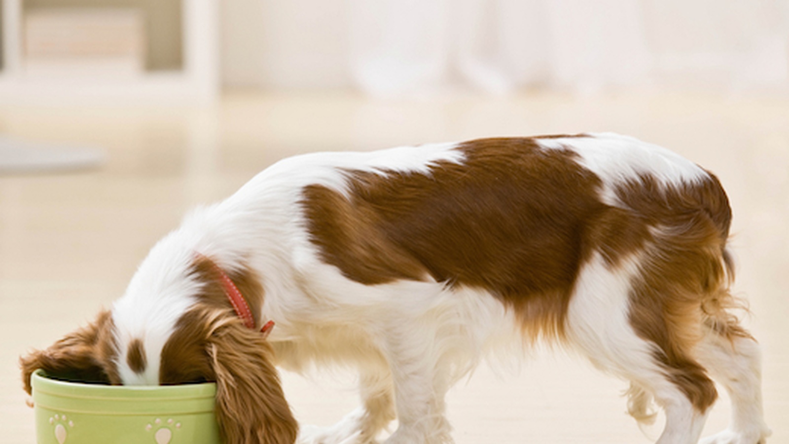 Are You Feeding Your Pet Commercial Pet Food?
