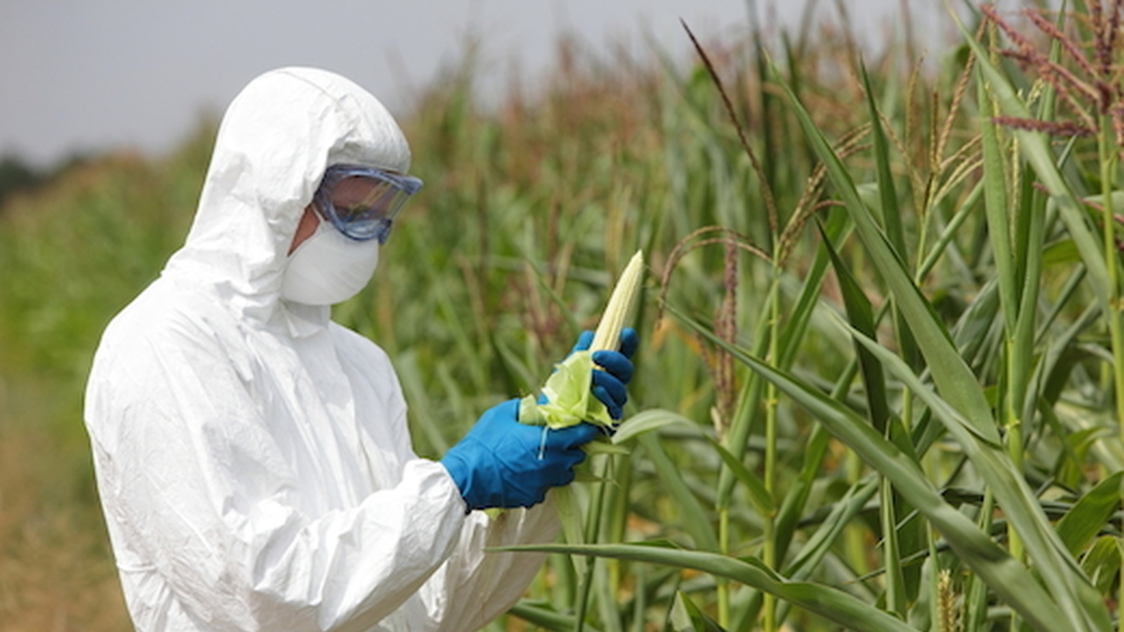 6 Easy Ways To Avoid GMO's