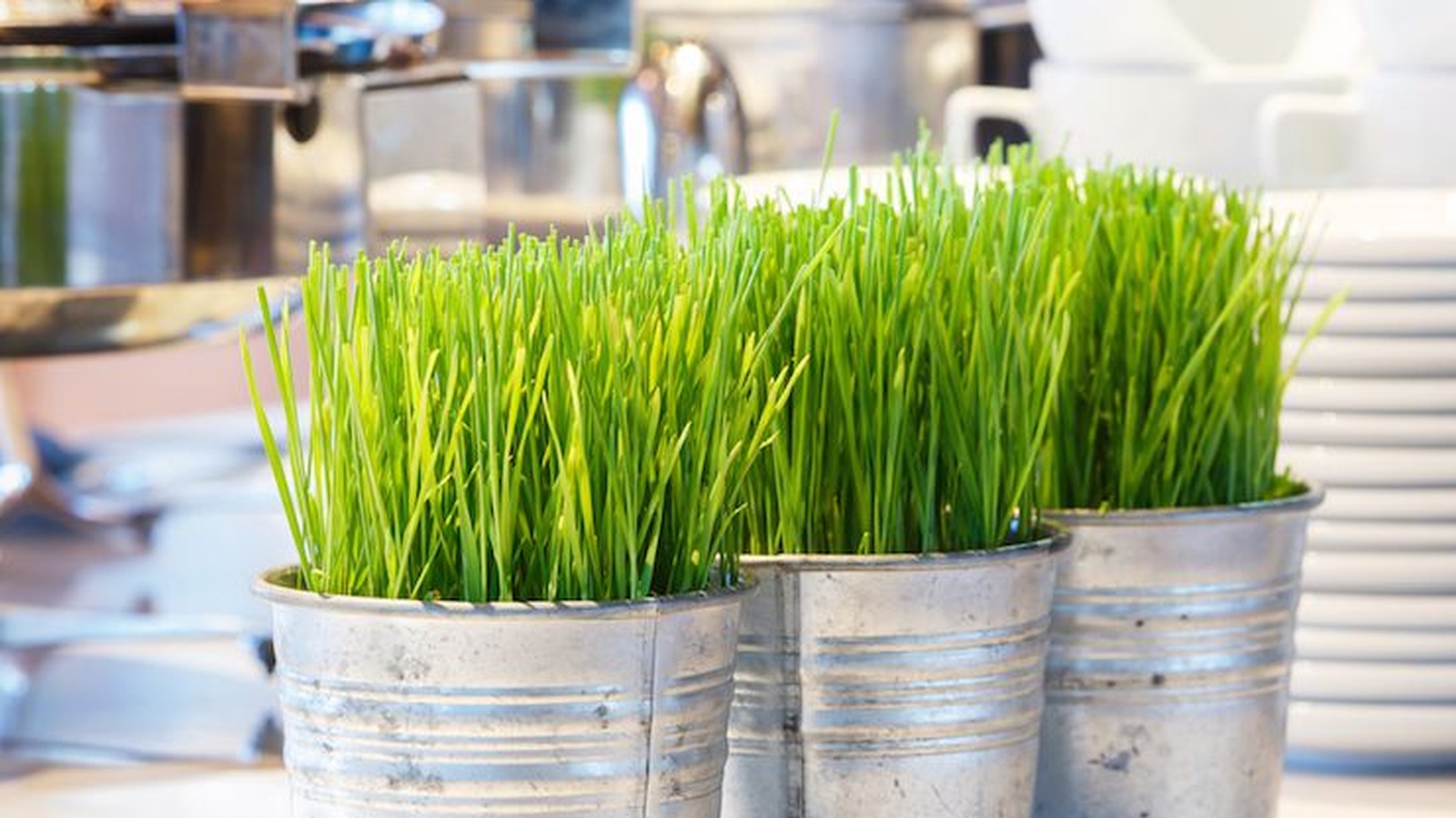Top 10 Benefits of Wheatgrass