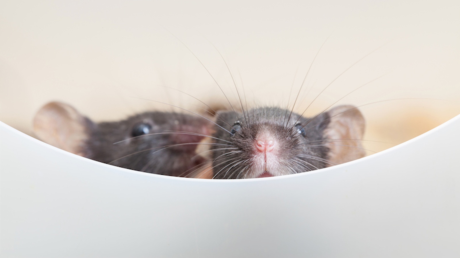 What Do They Do To Lab Rats to Induce Cancer? FOOD MATTERS®