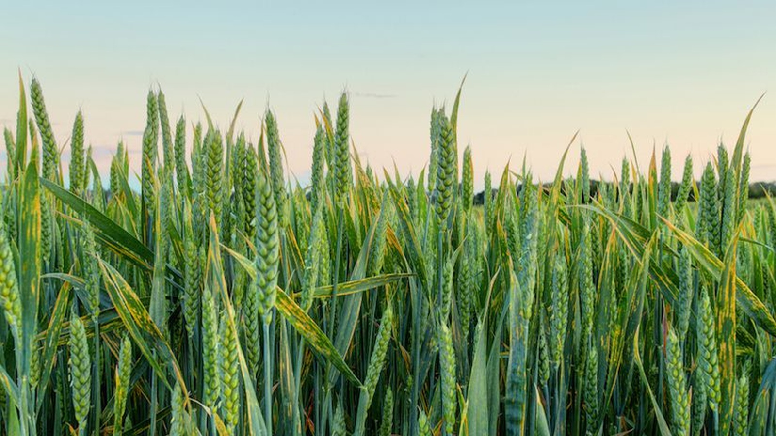 The Real Reason Wheat is Toxic (It's Not The Gluten)