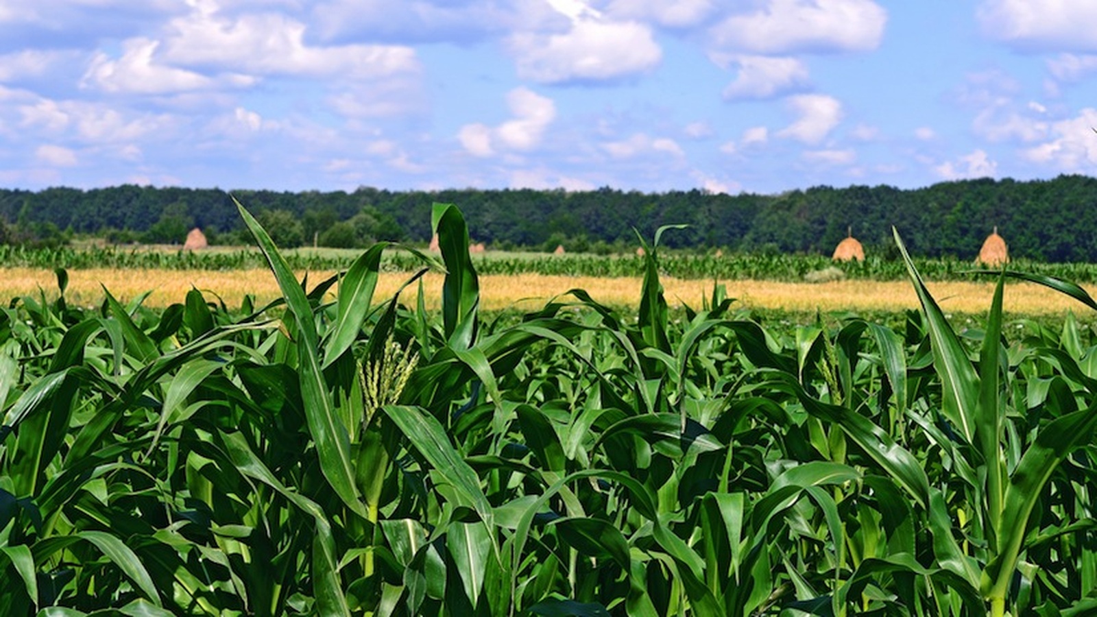 Organic Farmers Sue Monsanto Over GMO Seed