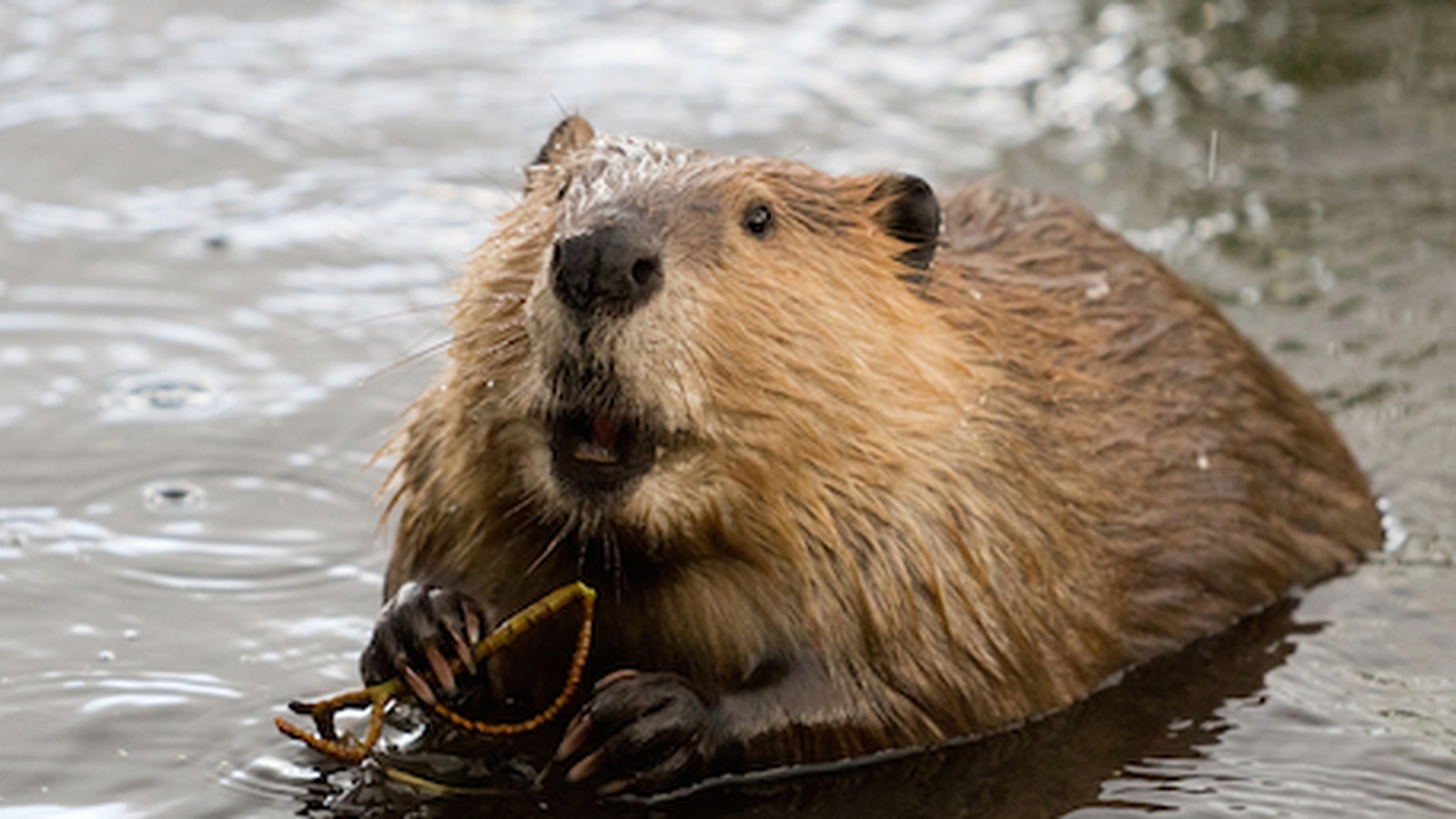 Are You Eating Beaver Butt Without Even Knowing It? (Shocking Truth!)