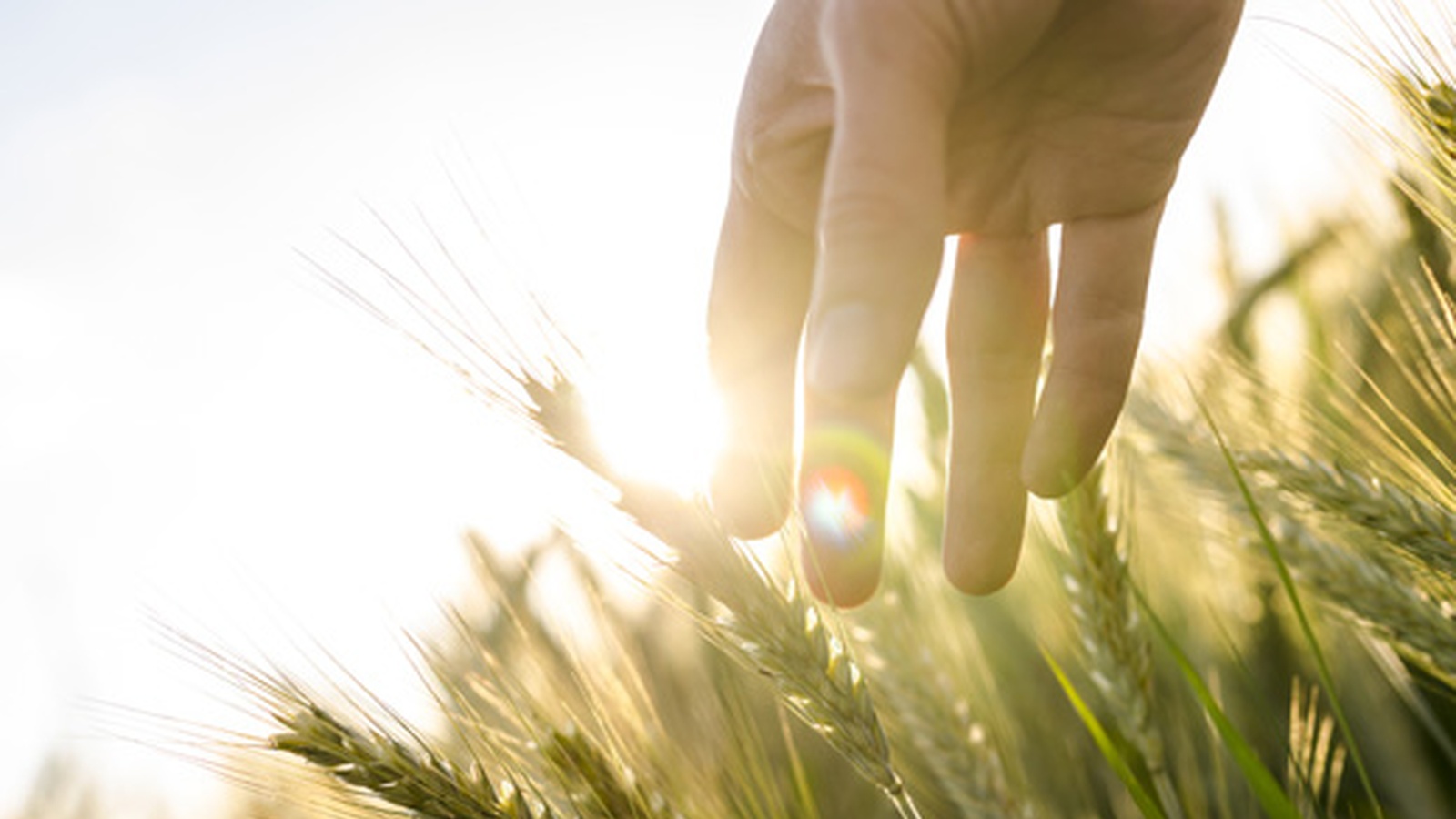 A State Has Banned GM Crop Indefinitely!