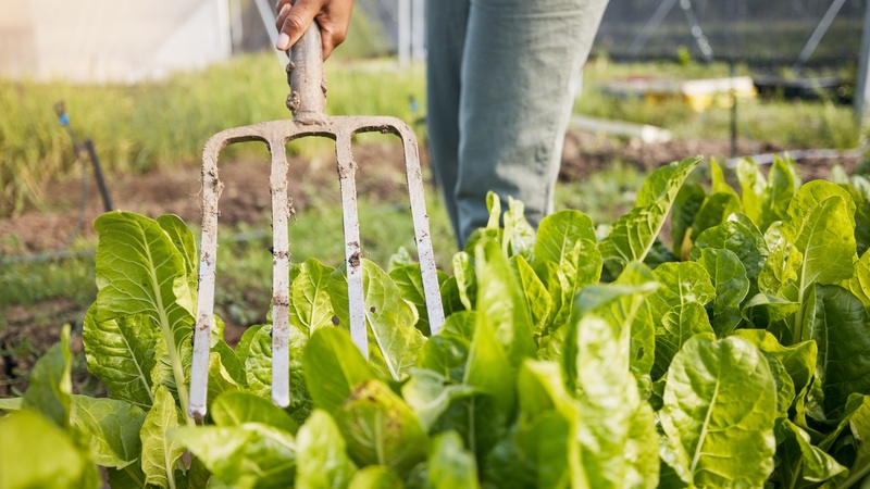 From Farm to Fork: The Environmental Impact of Different Dietary Choices