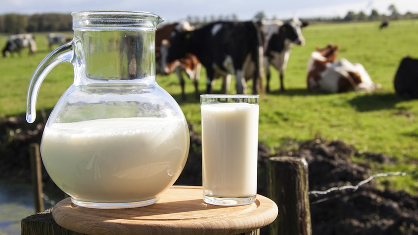The Dairy Industry's Dirtiest Secret