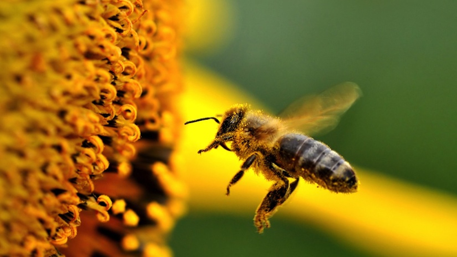 Pesticides Are 'Killing Honeybee Population Worldwide'