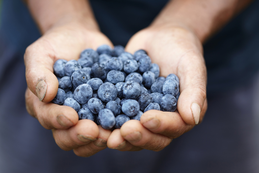 8 Reasons To Eat Blueberries and Why You Should Freeze Them!