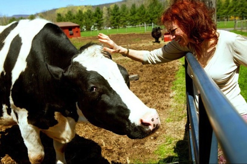 Could You Go Vegan, Overnight?