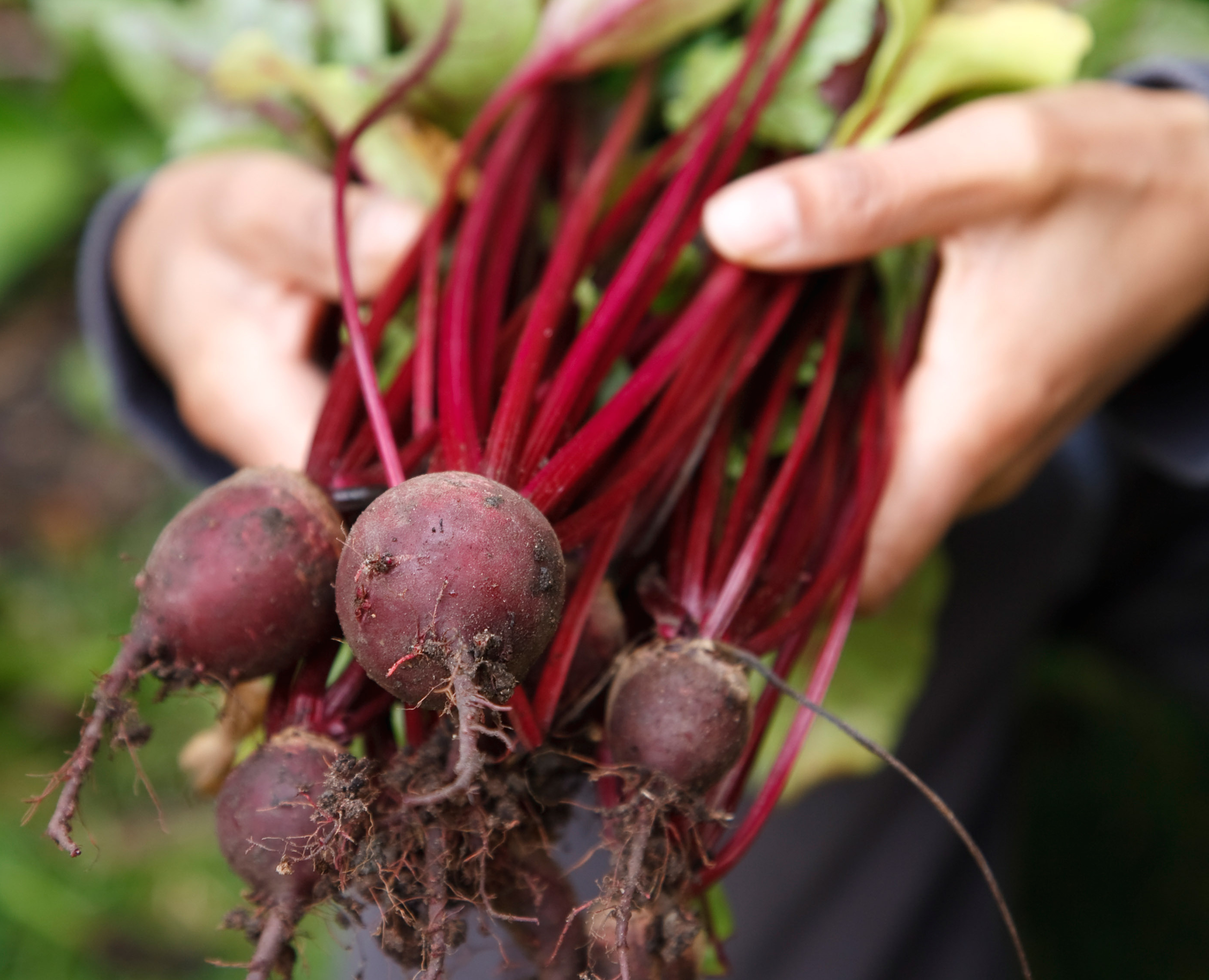 Can A Root A Day Keep Blood Pressure At Bay?