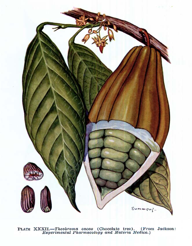 Cacao Fruit