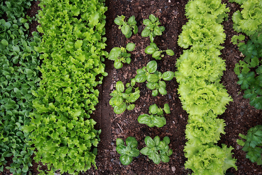 Green leafy vegetables