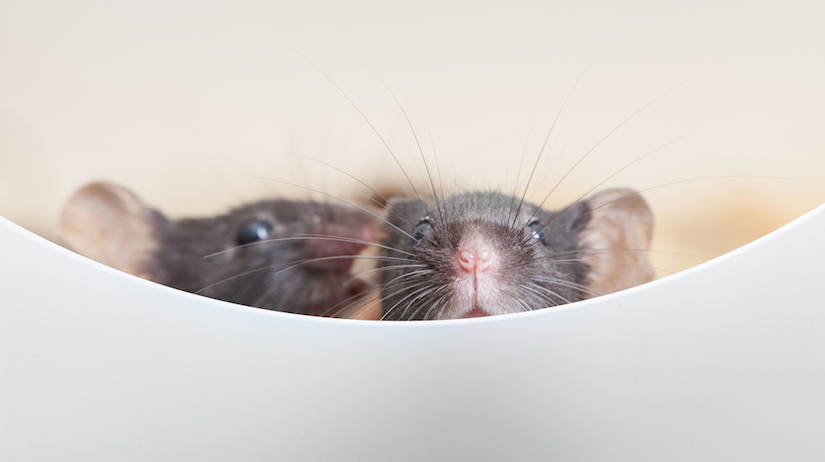What Do They Do To Lab Rats to Induce Cancer?