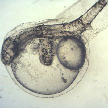 Could Fungicides Have Caused the Two-Headed Fish Outbreak?