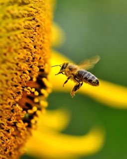 7 Benefits of Bee Pollen