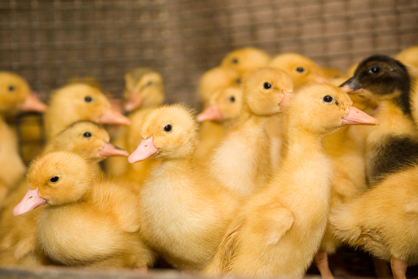 Duck Farm Cruelty Exposed | FOOD MATTERS®