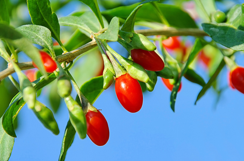 7 Impressive Reasons To Eat Goji Berries | FOOD MATTERS®
