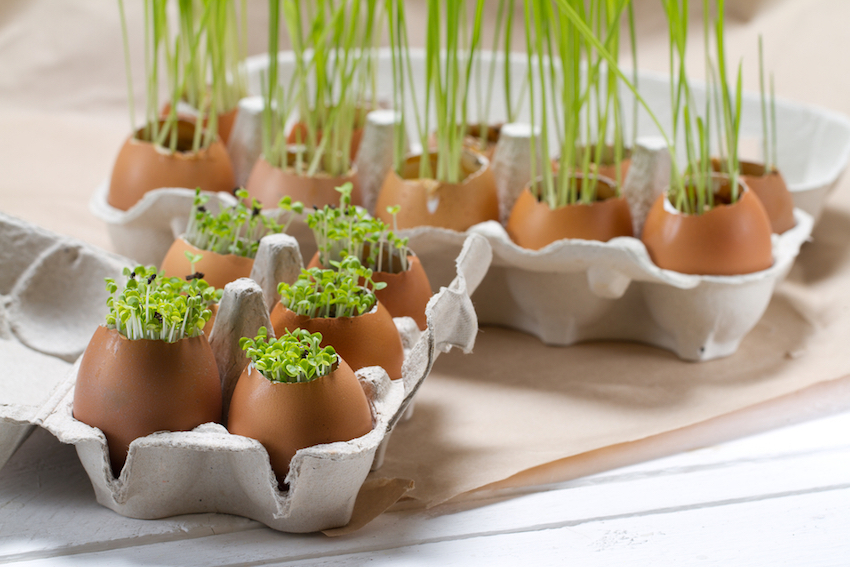 How To Grow Your Own Herbs