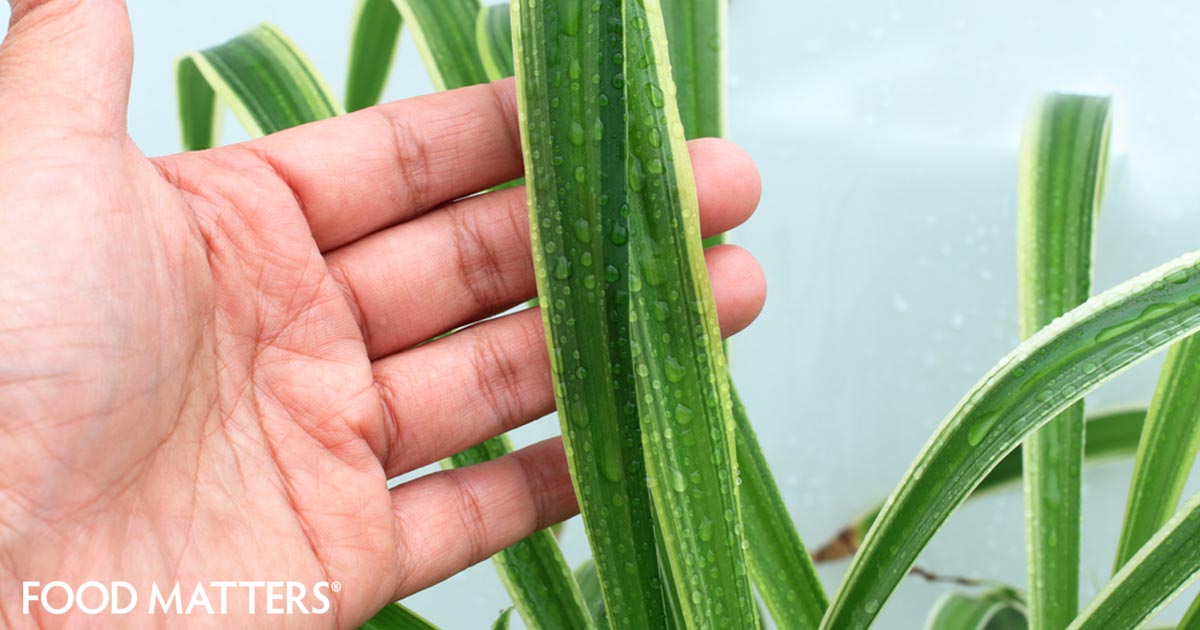 4 Plants To Have In Your Home To Make You Happier FOOD MATTERS®