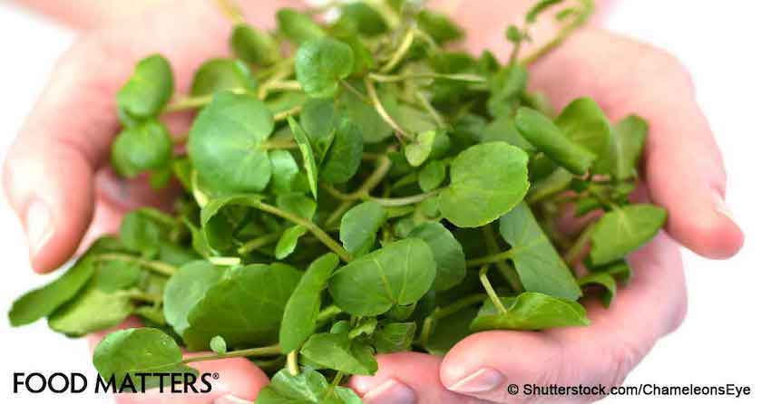 Watercress: The Mind-Blowing Effects on Ovarian, Breast and Prostate Cancer Nobody Told You