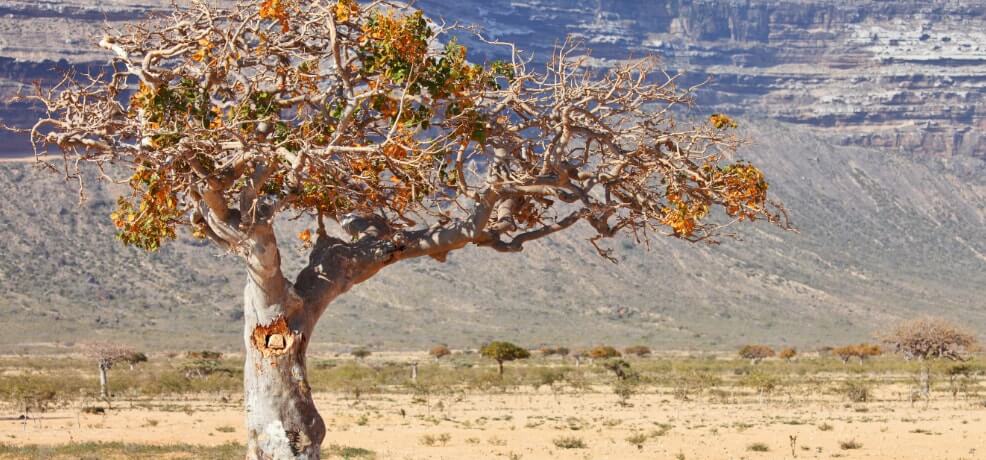 FRANKINCENSE