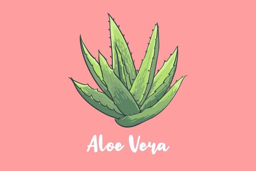 Aloe Vera